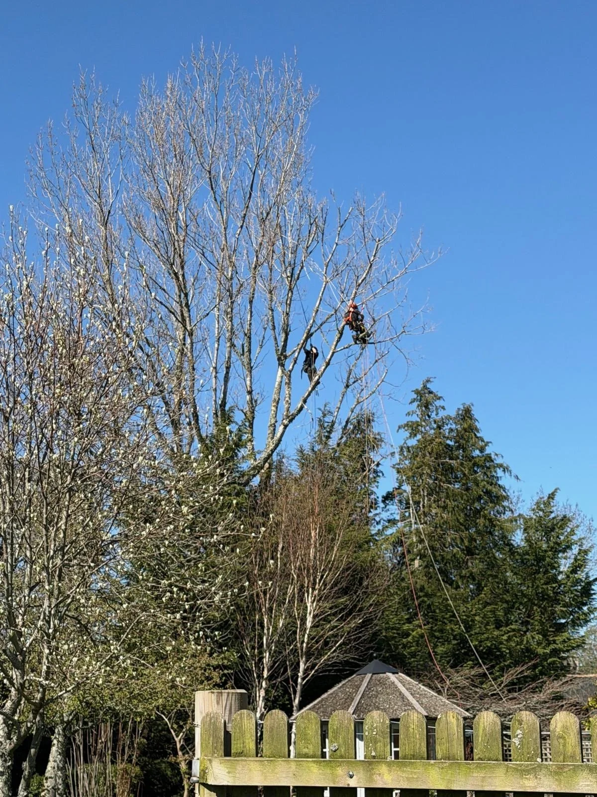 Taking down a large tree in Strathdon.