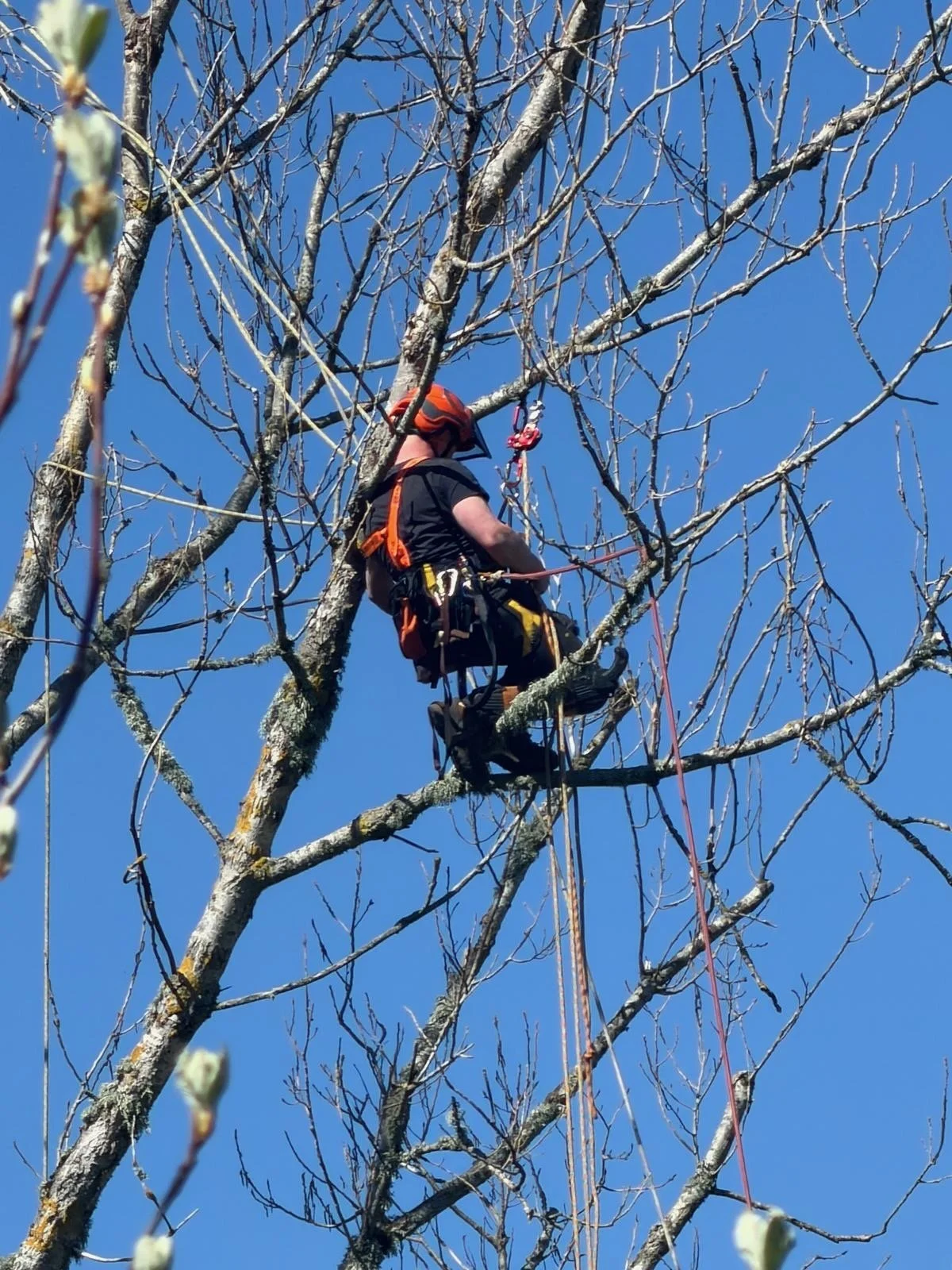 Calum climber wearing safety gear and helmet, climbing a leafless tree against a clear blue sky.