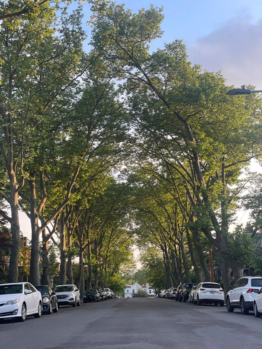 A peaceful residential East Falls, Philadelphia street lined with tall green trees forming a canopy over the road, with parked cars on both sides and houses visible at the end of the street in East Falls, Philadelphia.