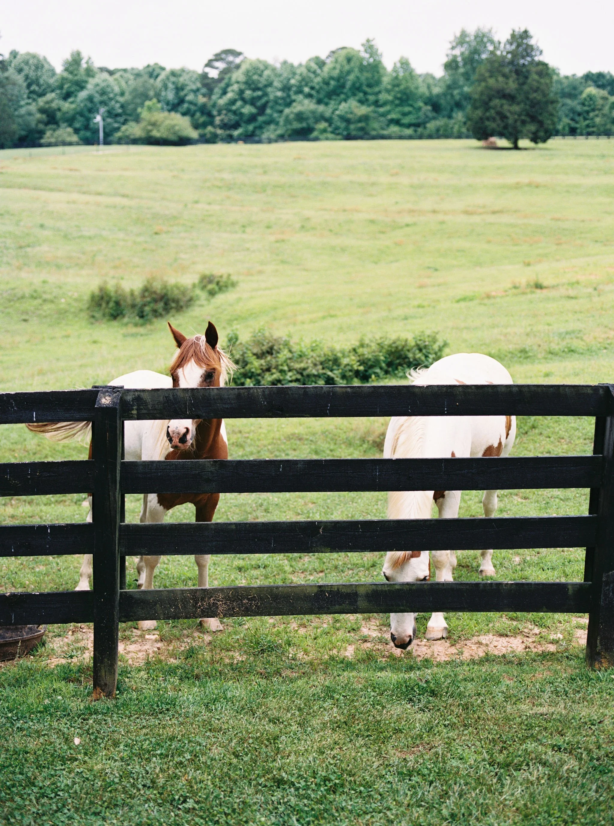 horses wedding venue georgia.jpg