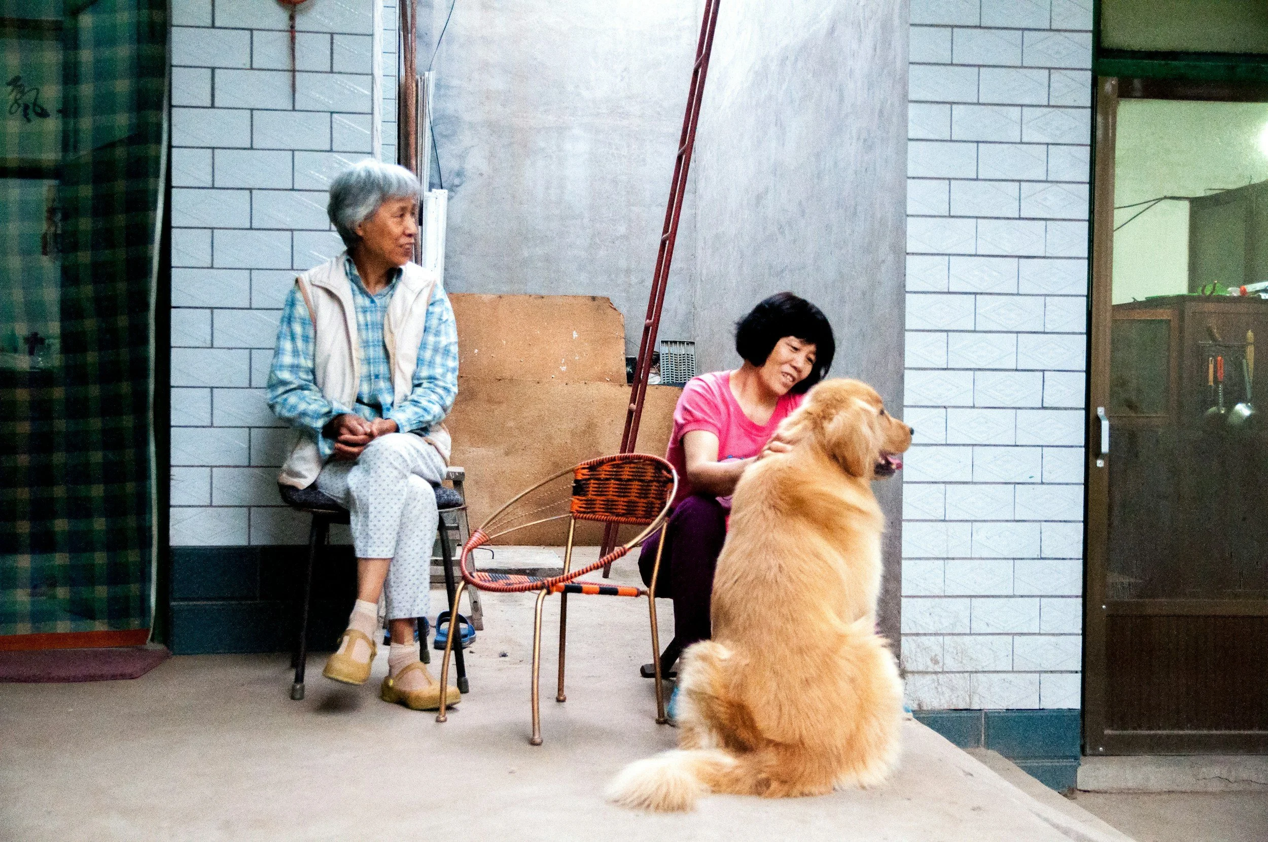 An elderly woman and a middle-aged woman sit on chairs outside a building with a tiled wall. A large, fluffy golden retriever dog is sitting in front of them, facing away. The elderly woman has gray hair, wears a plaid shirt, a beige vest, and patterned pants. The middle-aged woman has black hair, wears a pink shirt, and is petting the dog.