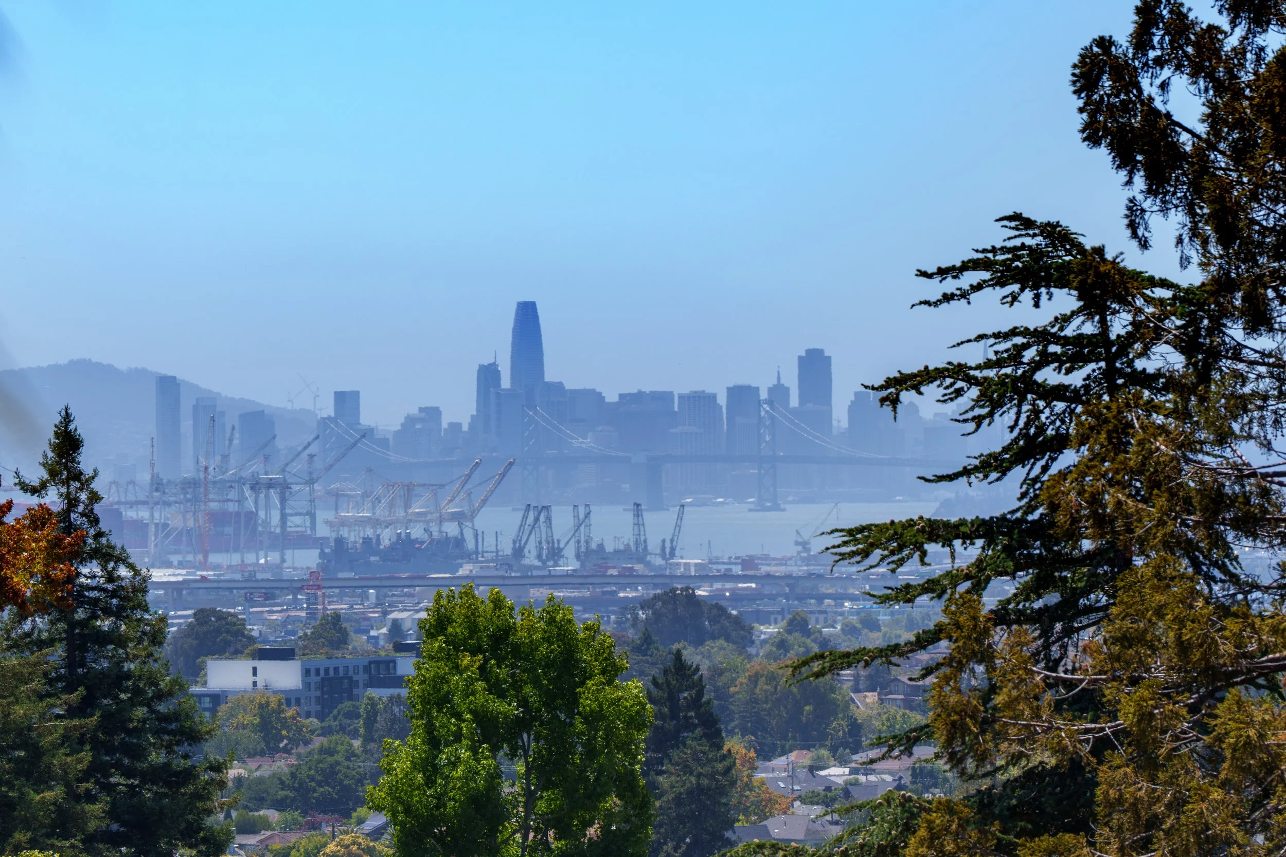 View of San Francisco skyline with iconic skyscrapers, framed by green and brown trees in the foreground, and a clear blue sky overhead.