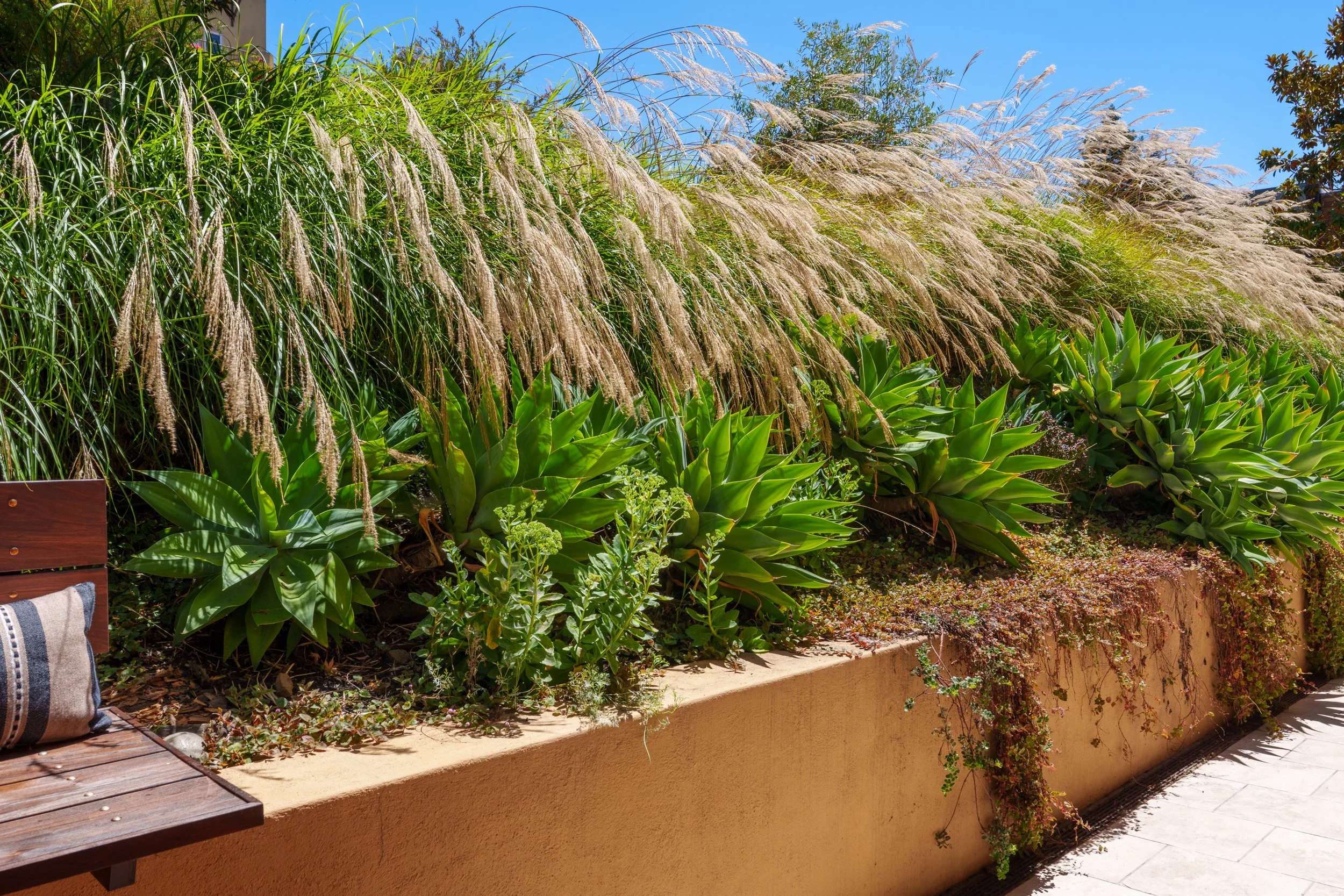 A garden with tall ornamental grasses and green leafy plants along a low brown wall, with a clear blue sky in the background.
