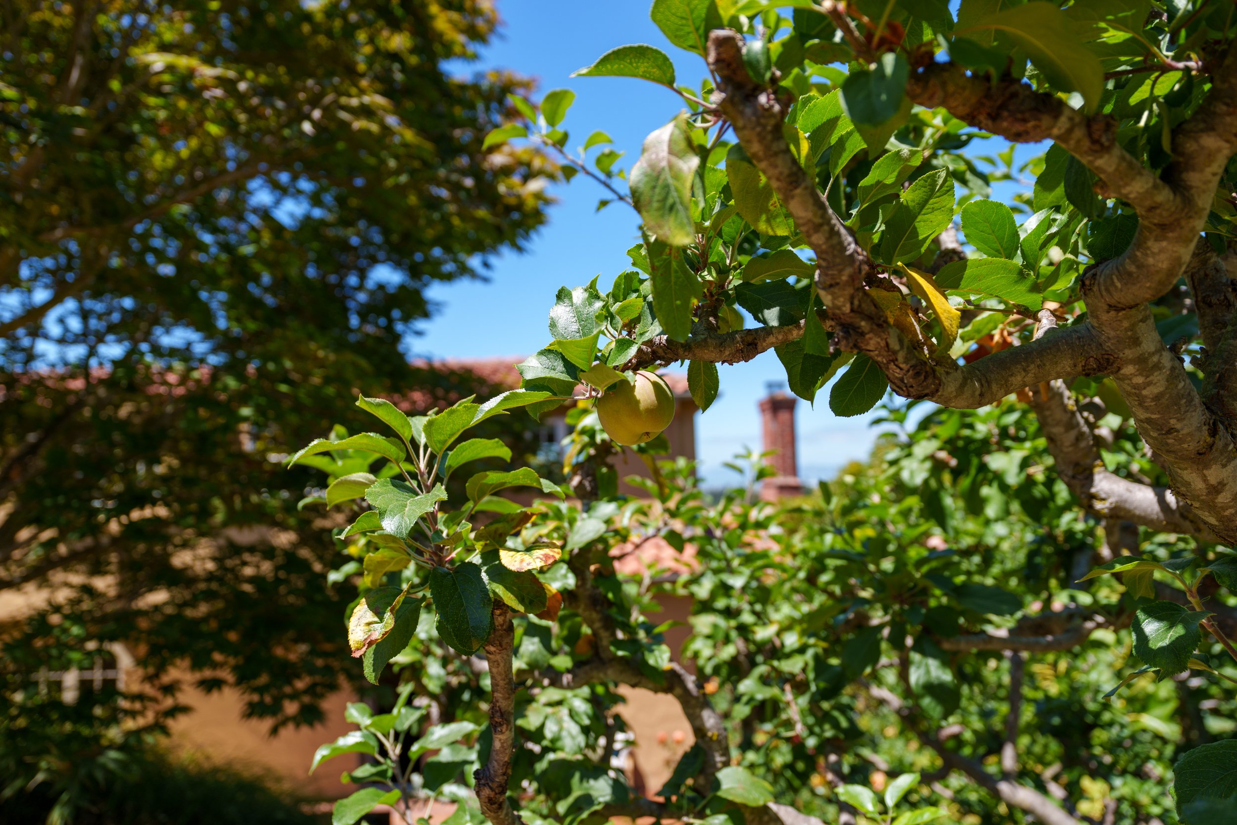 Close-up of apple tree branches with green leaves and a single apple in a backyard garden on a sunny day.