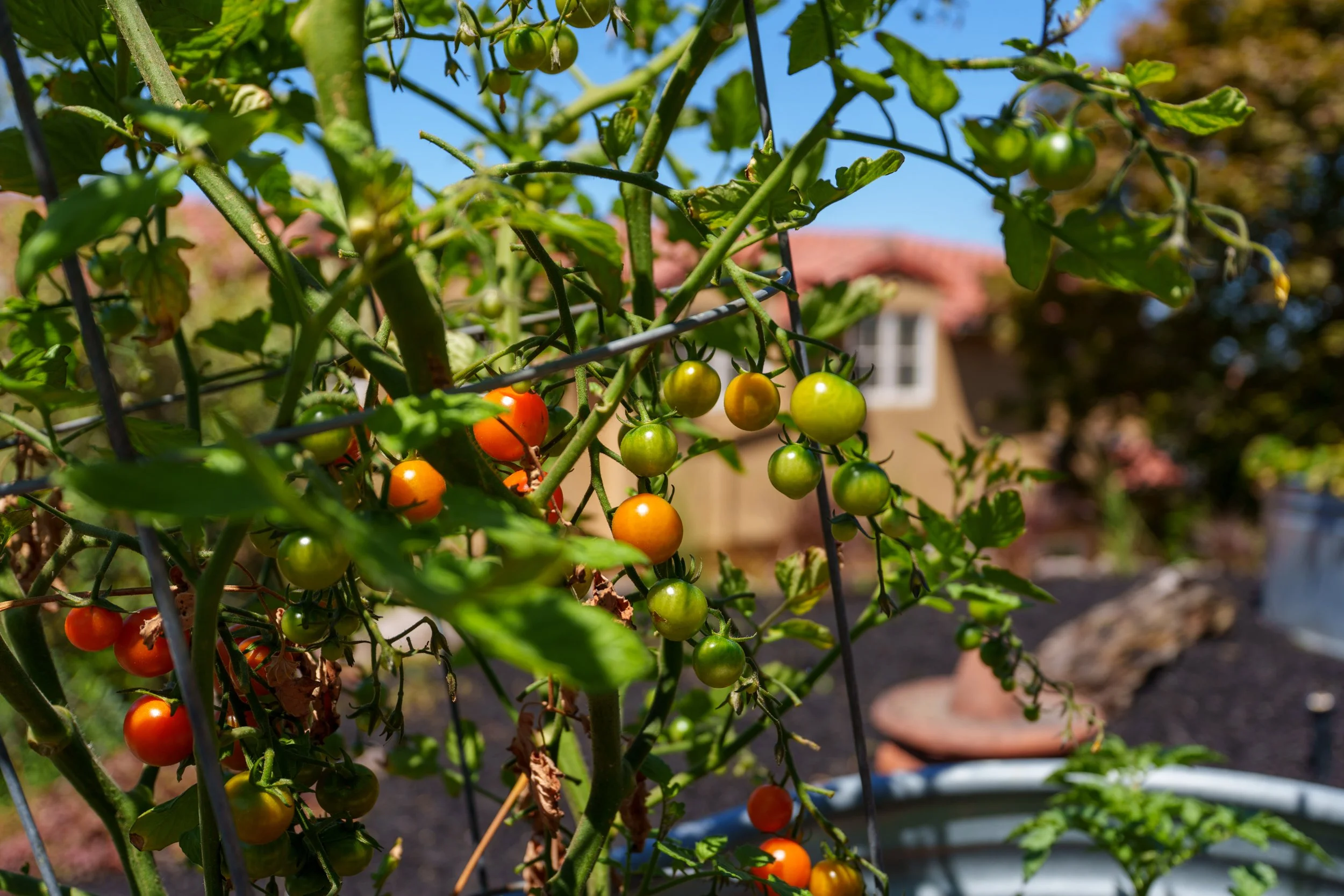 Tomato plants with green and ripening red tomatoes growing in a garden.