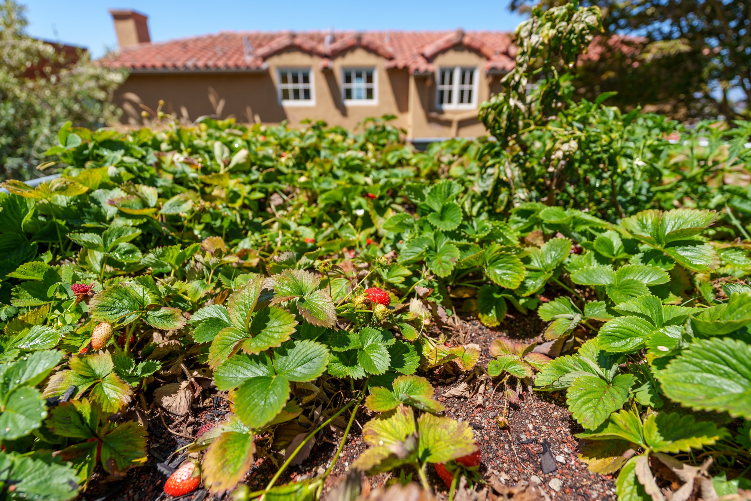 Close-up of a strawberry patch with ripe and unripe strawberries, in front of a house with a red tile roof and beige walls.