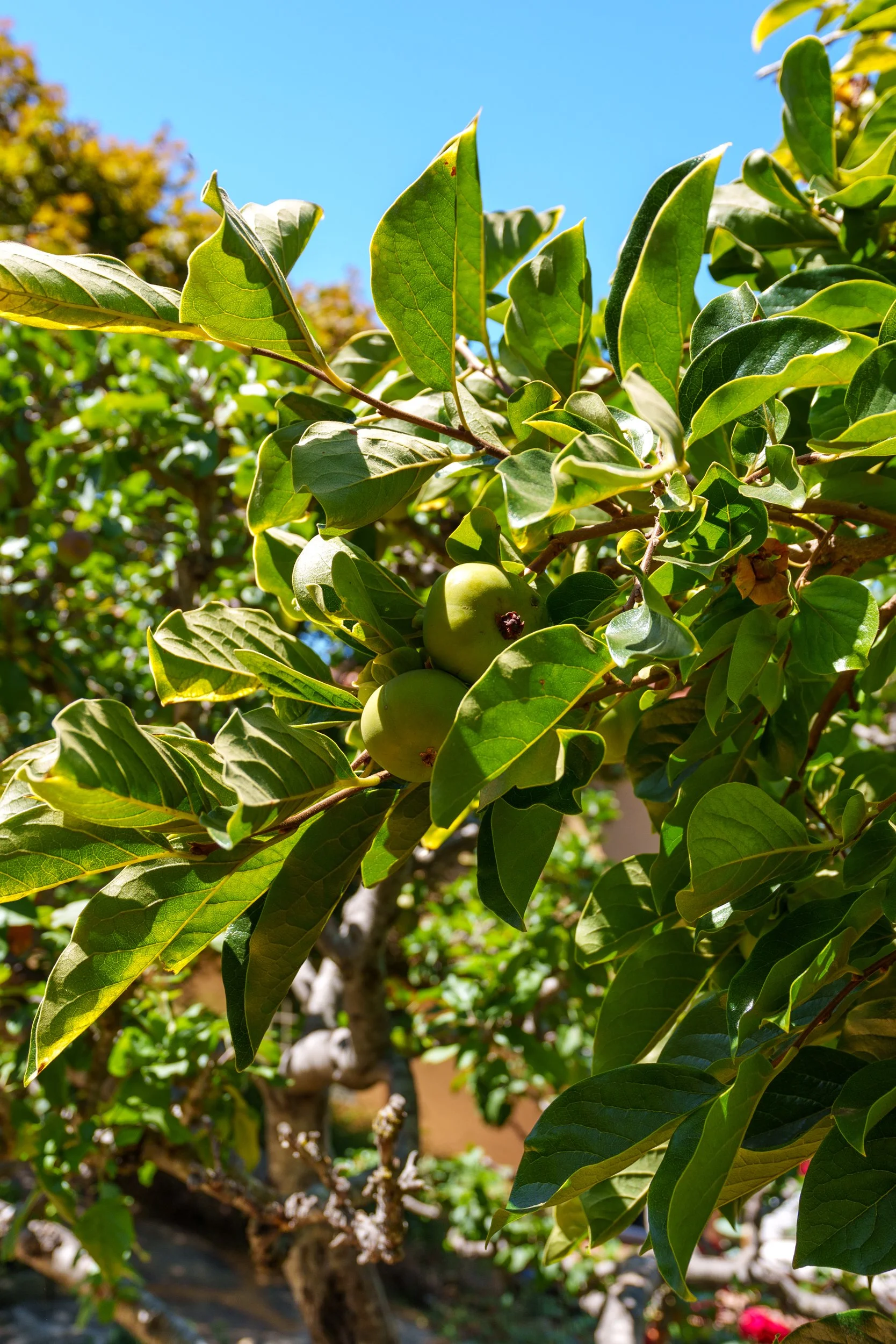 Close-up of a tree with green leaves and unripe green fruit against a bright blue sky.