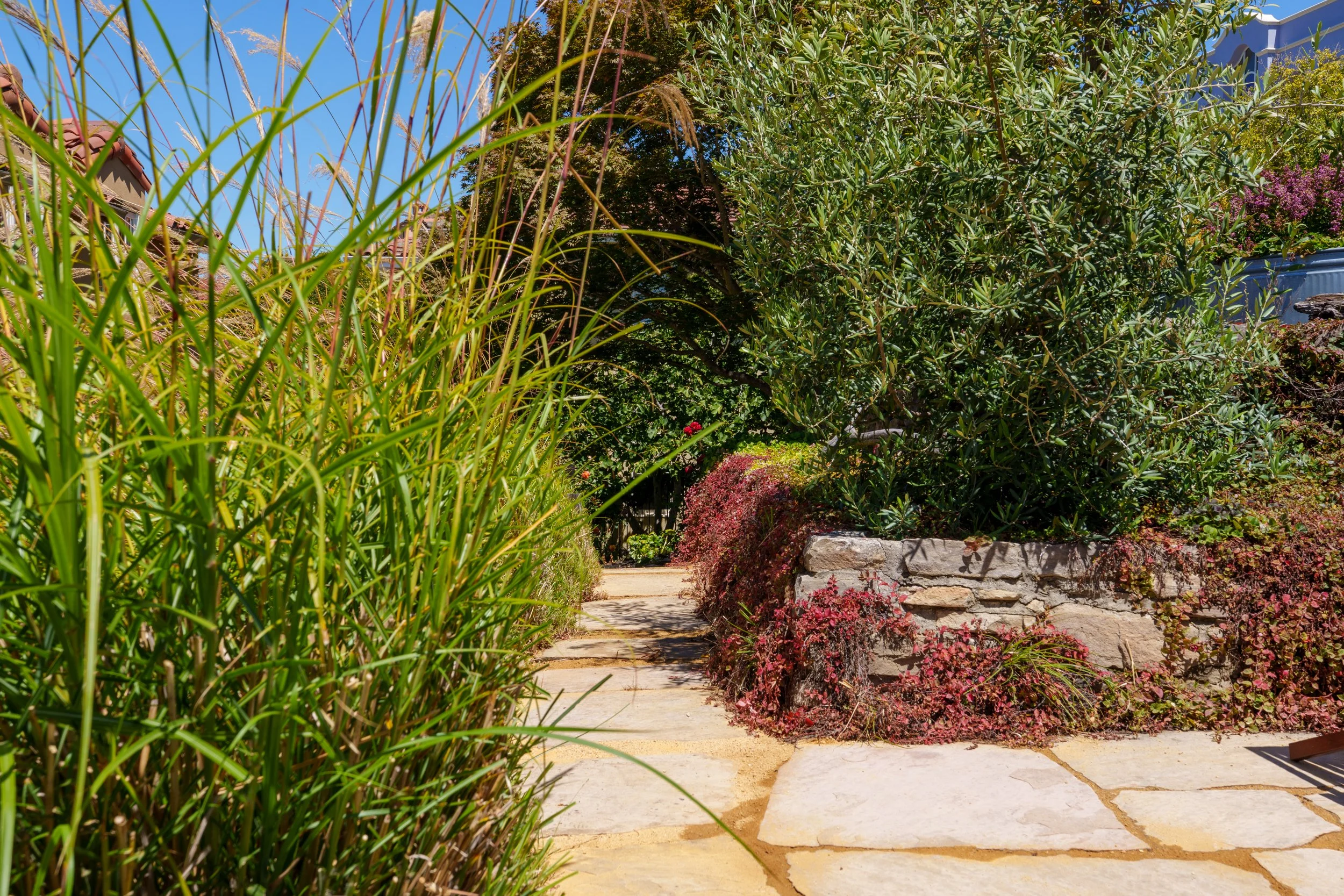 A garden pathway lined with various plants and bushes, including tall grasses, green shrubs, and flowering bushes with purple and red flowers, under a clear blue sky.