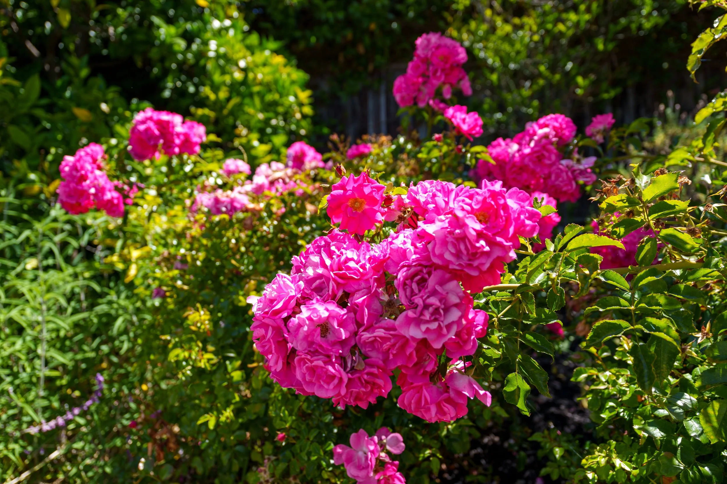 Cluster of pink roses blooming in a garden with greenery in the background.