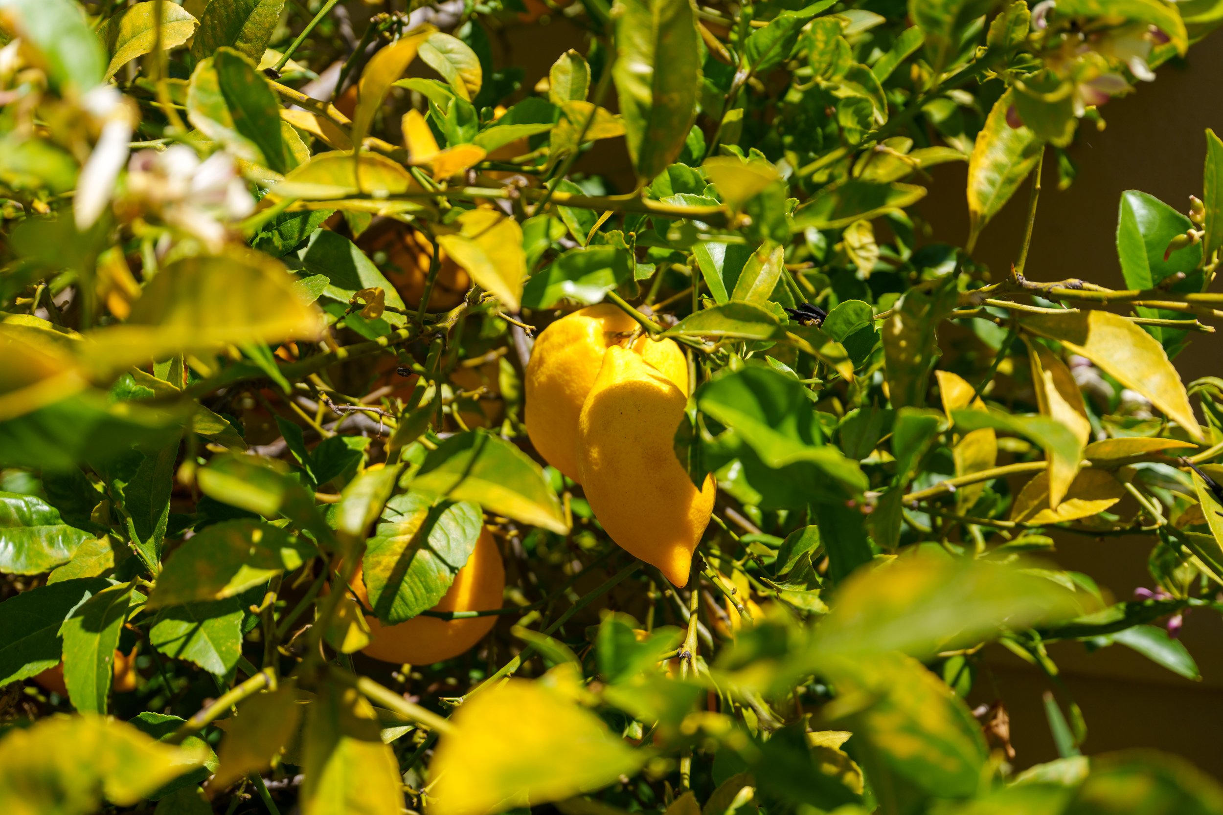 Yellow citrus fruits on a tree branch surrounded by green leaves.