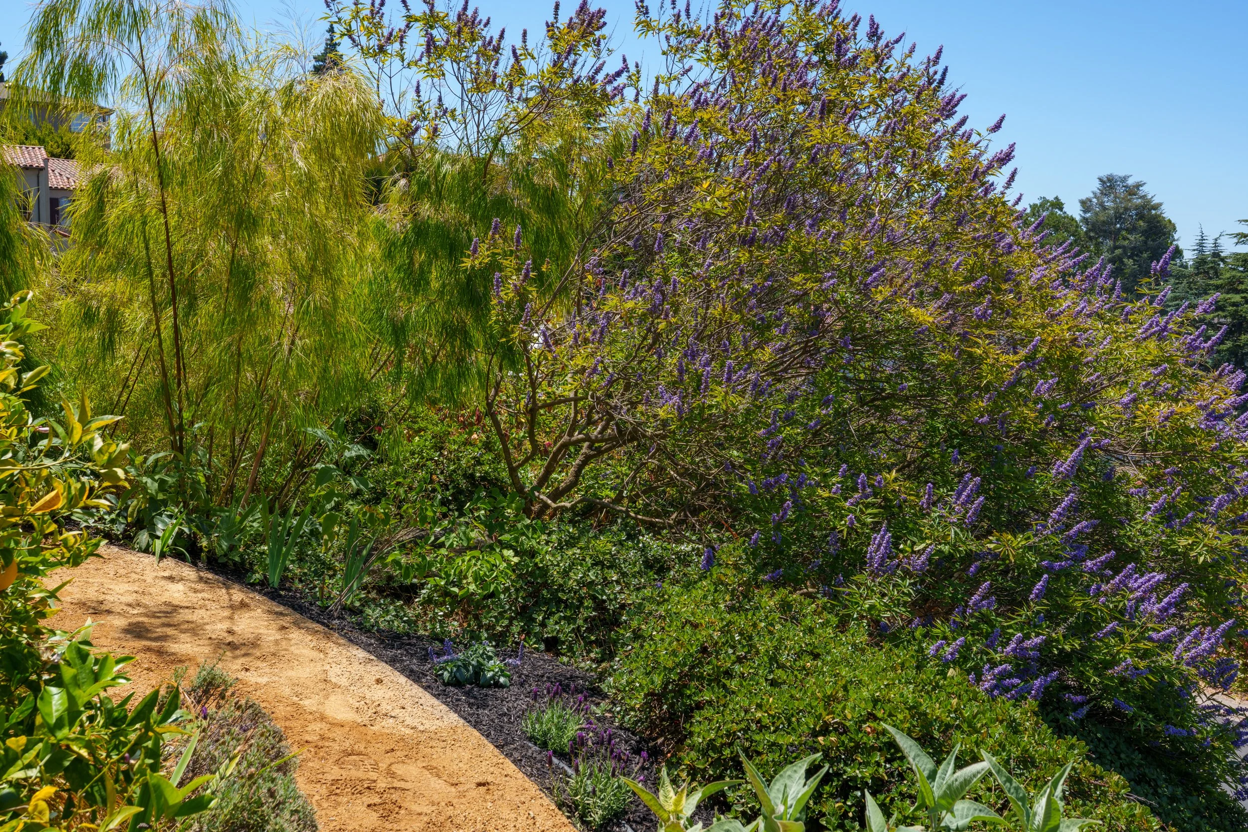 A garden pathway bordered by purple flowering bushes and green plants under a clear blue sky.