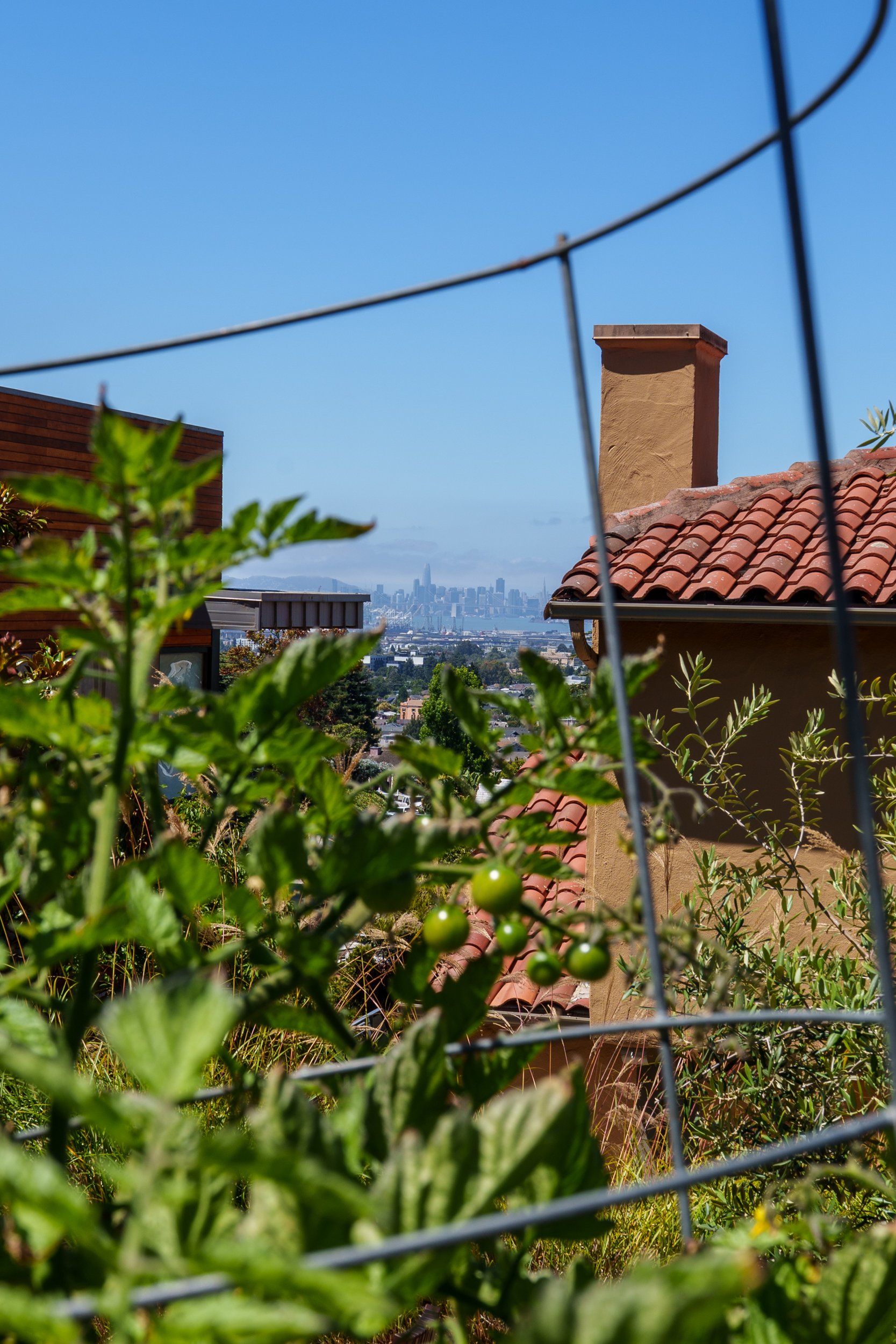 View from a rooftop garden with greenery and plants, suburban house with a chimney, red tile roof, and a distant city skyline with tall buildings under a clear blue sky.