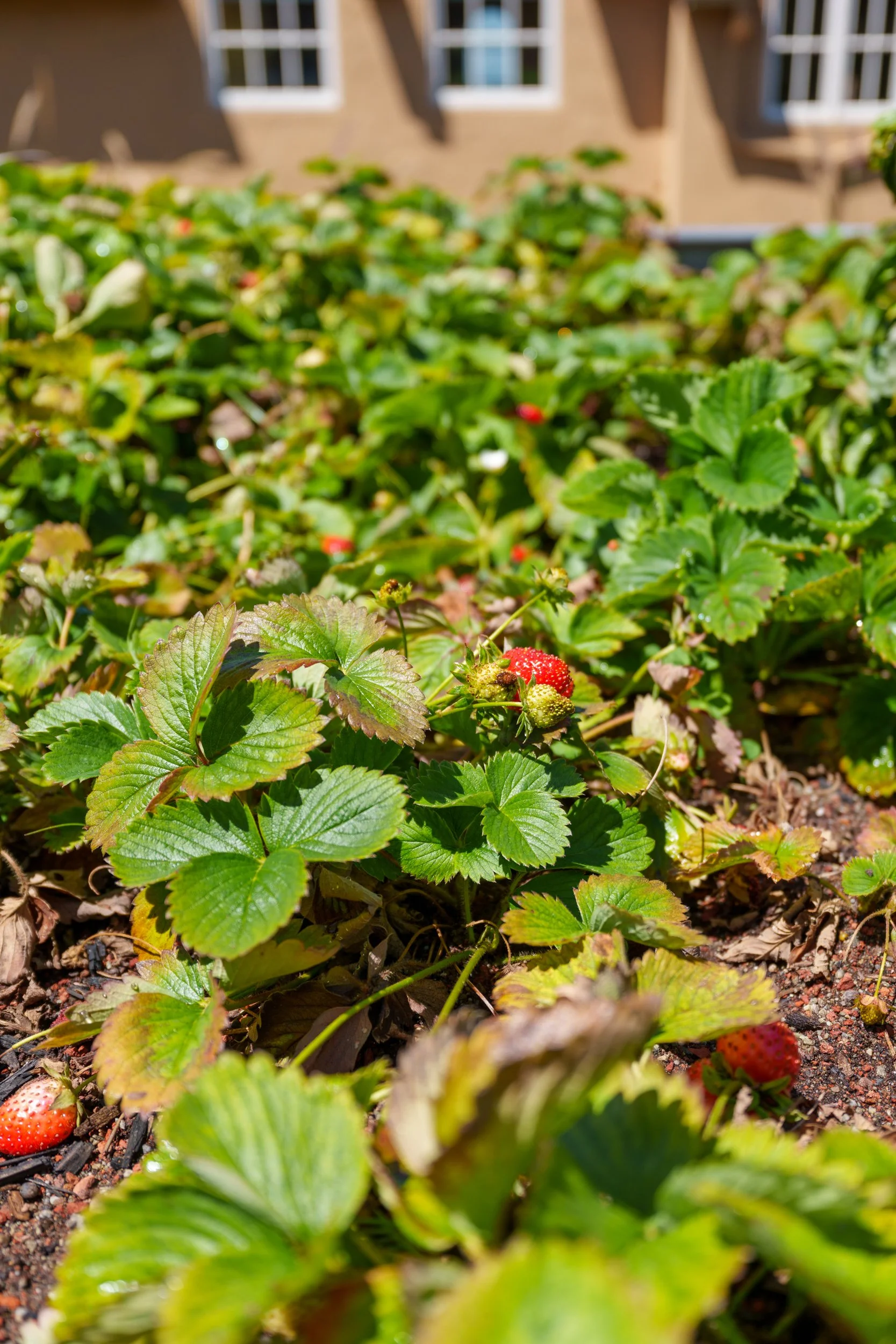 Close-up of a strawberry patch with ripe and unripe strawberries on green plants in a garden.