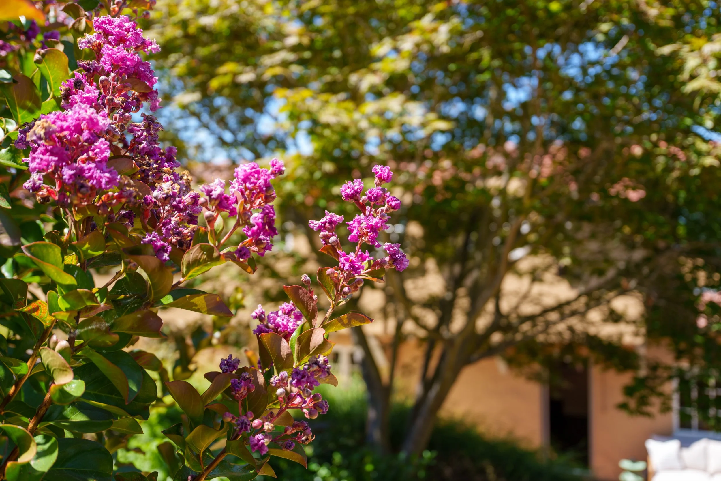 Pink flowers on a plant with green leaves, outdoor setting with trees and a building in the background.