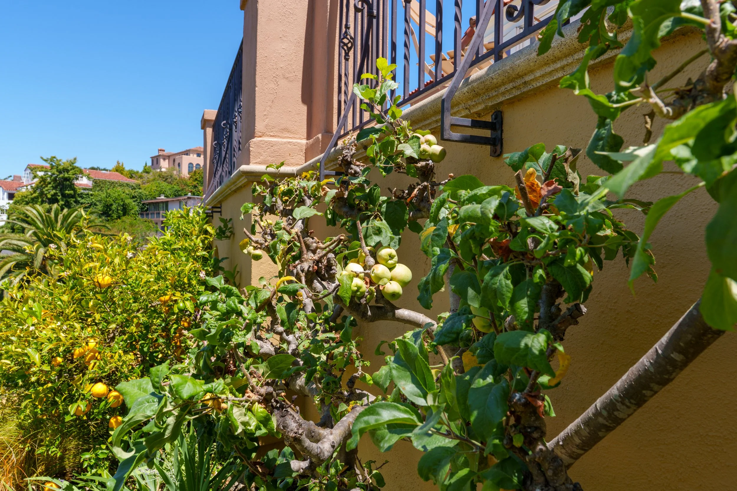 A vine with small green apples growing along a building wall with a decorative metal balcony railing, under a clear blue sky.