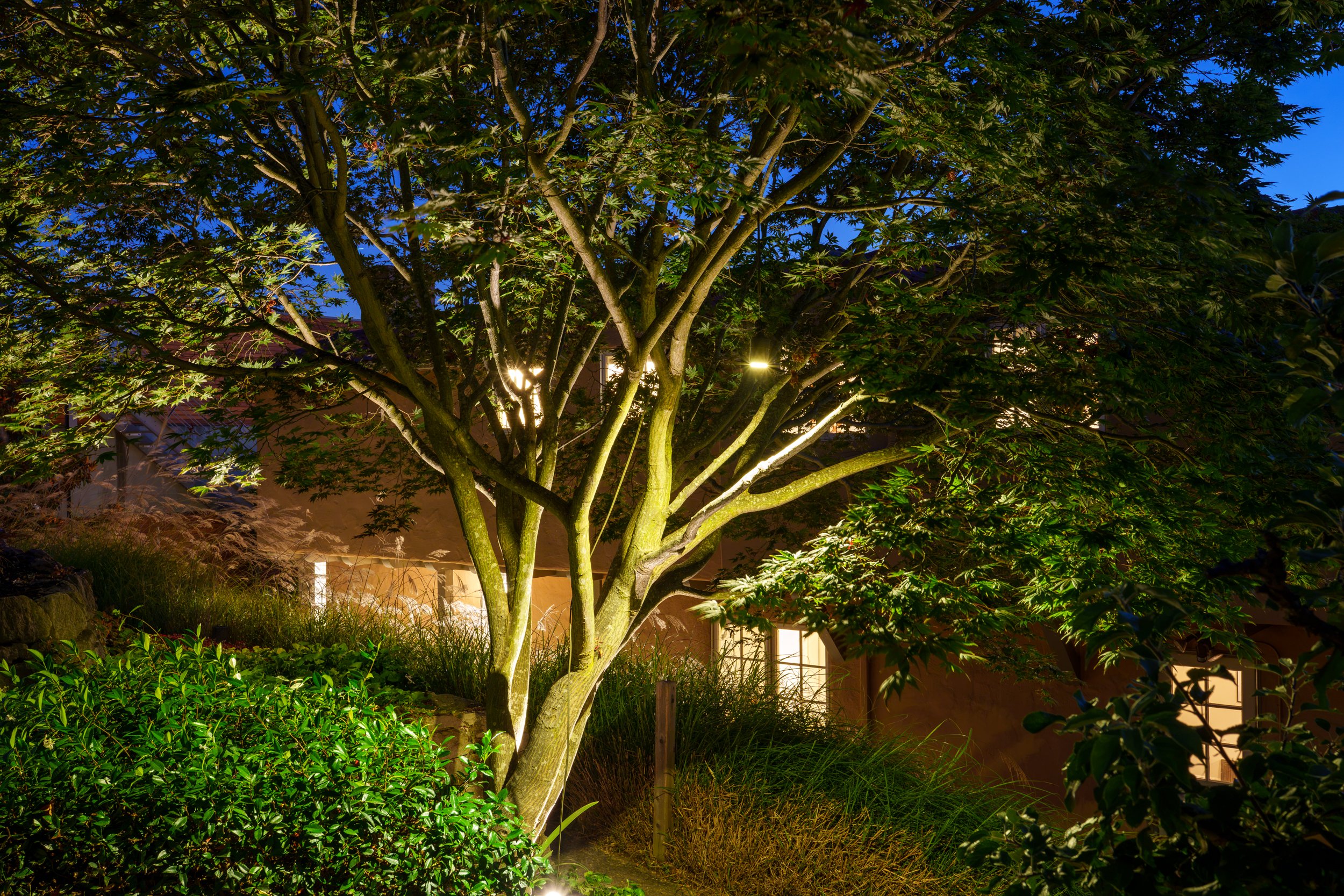 A large tree illuminated by landscape lighting at night, with house windows visible in the background.
