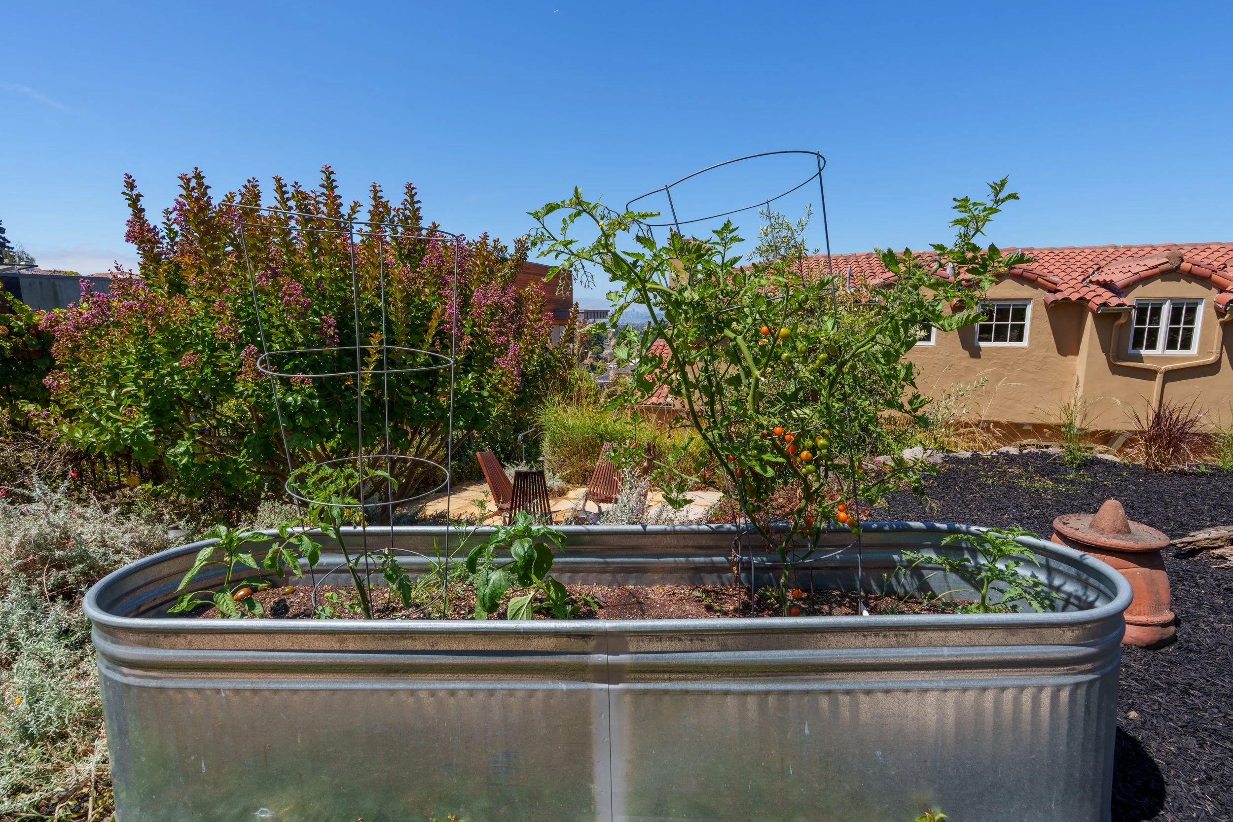 A large metal planter with tomato plants inside growing in a backyard garden, with a house with red tile roof and shrubbery in the background.