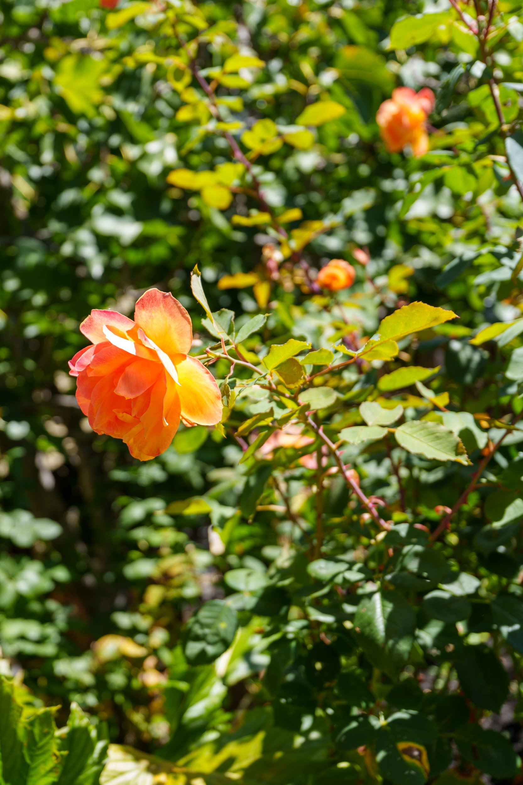 A blooming orange rose on a bush with green leaves.