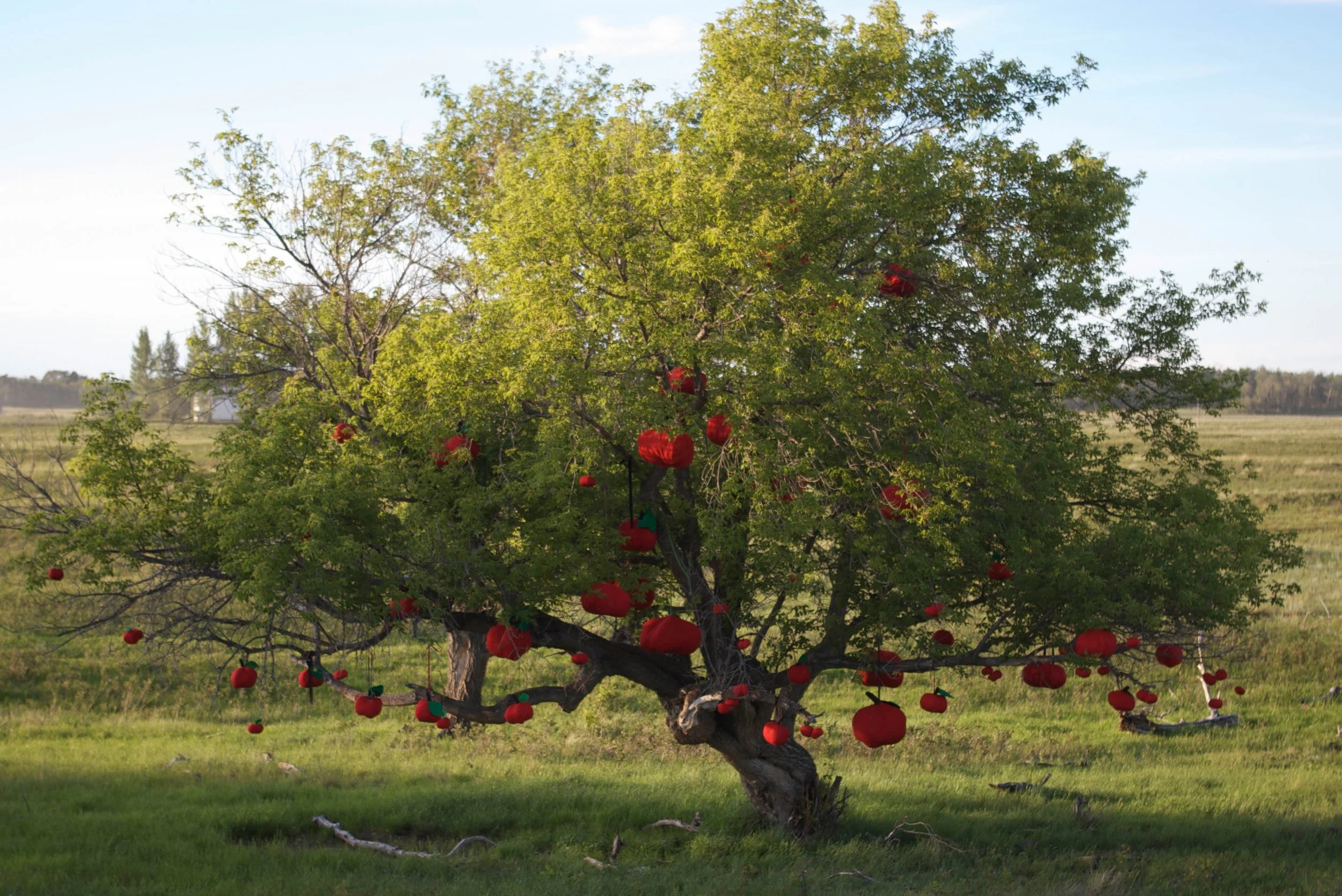 amalie-atkins_apples-on-tree__scenes-from-a-secret-world-2009.jpg