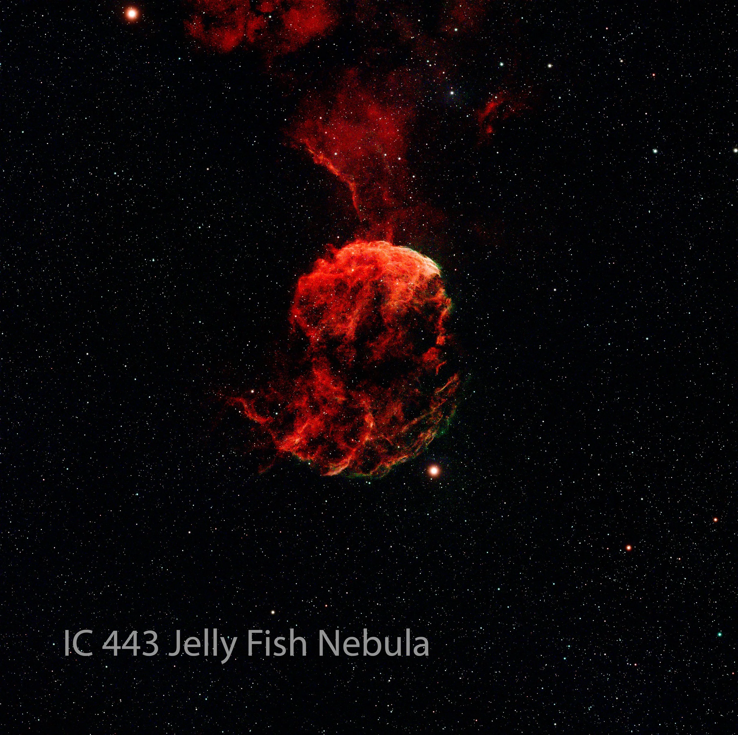 Deep space view of the Jelly Fish Nebula, an emission nebula with glowing red gas and dust, surrounded by numerous stars, labeled as IC 443 Jelly Fish Nebula.