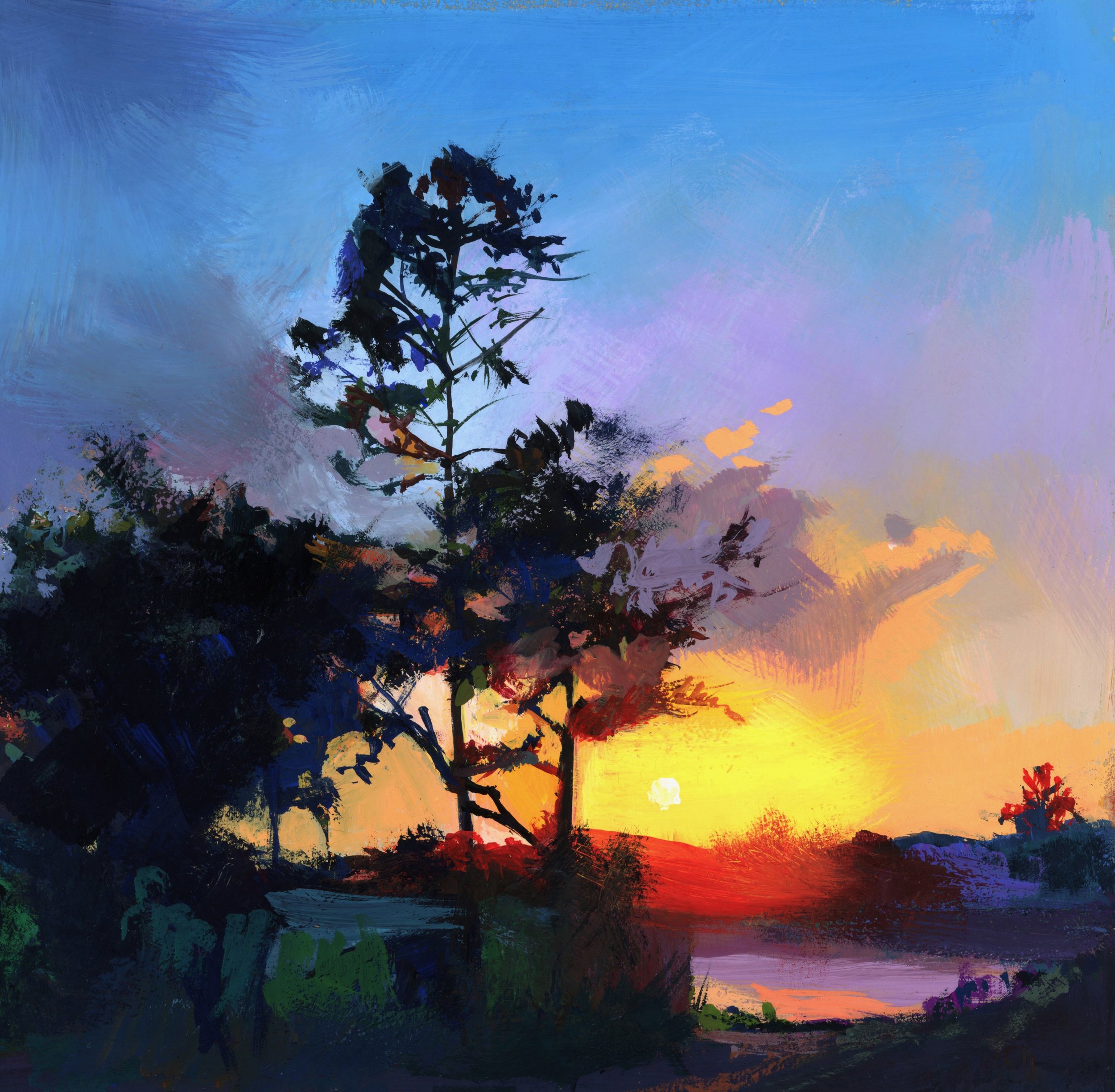  Forest at sunset in Clermont Florida 