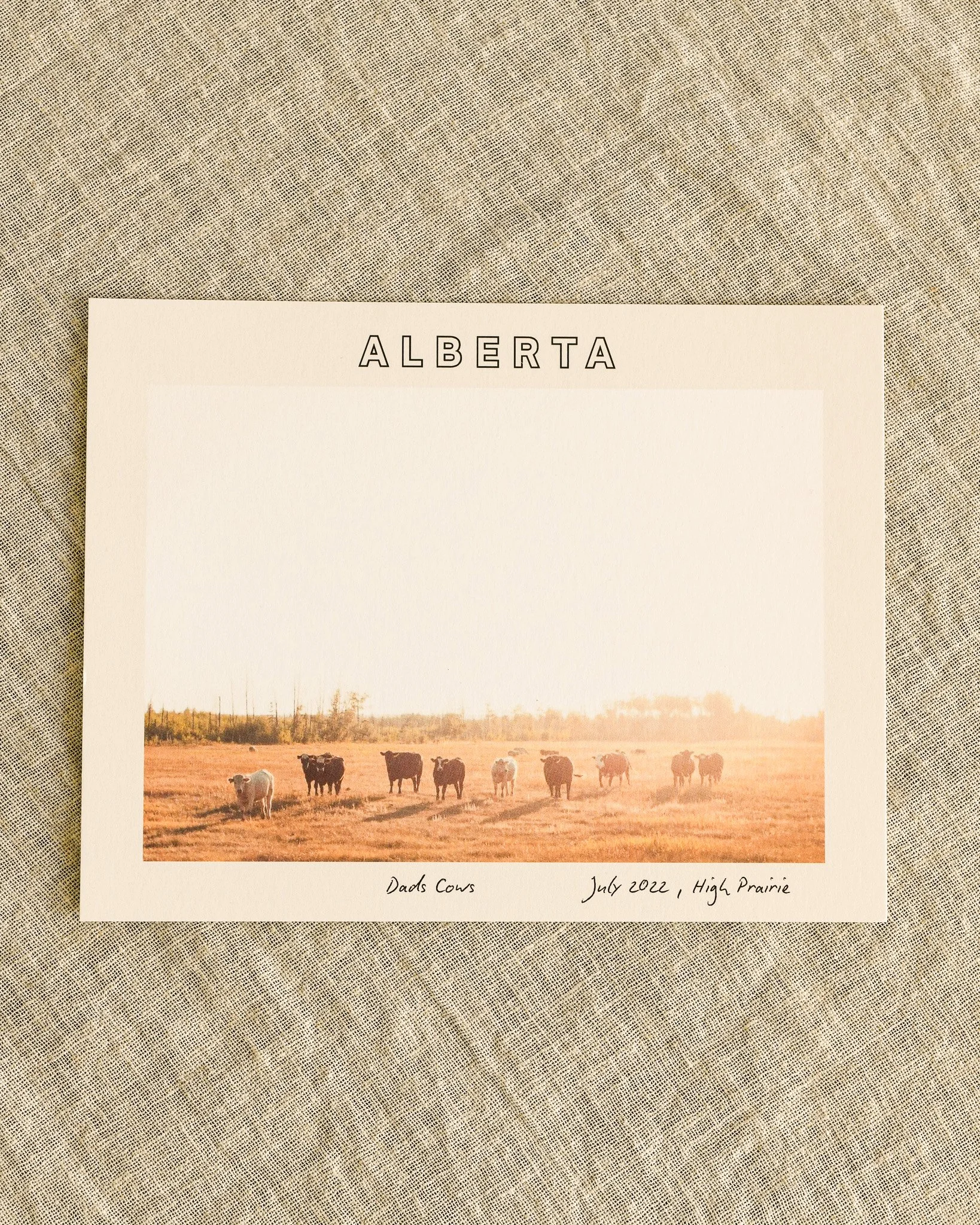 Dads Cows - Postcard