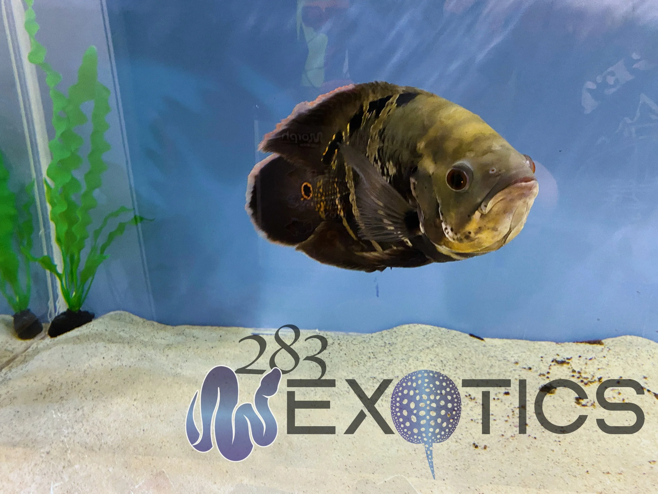 Tropical Fish: Bumblebee Oscar