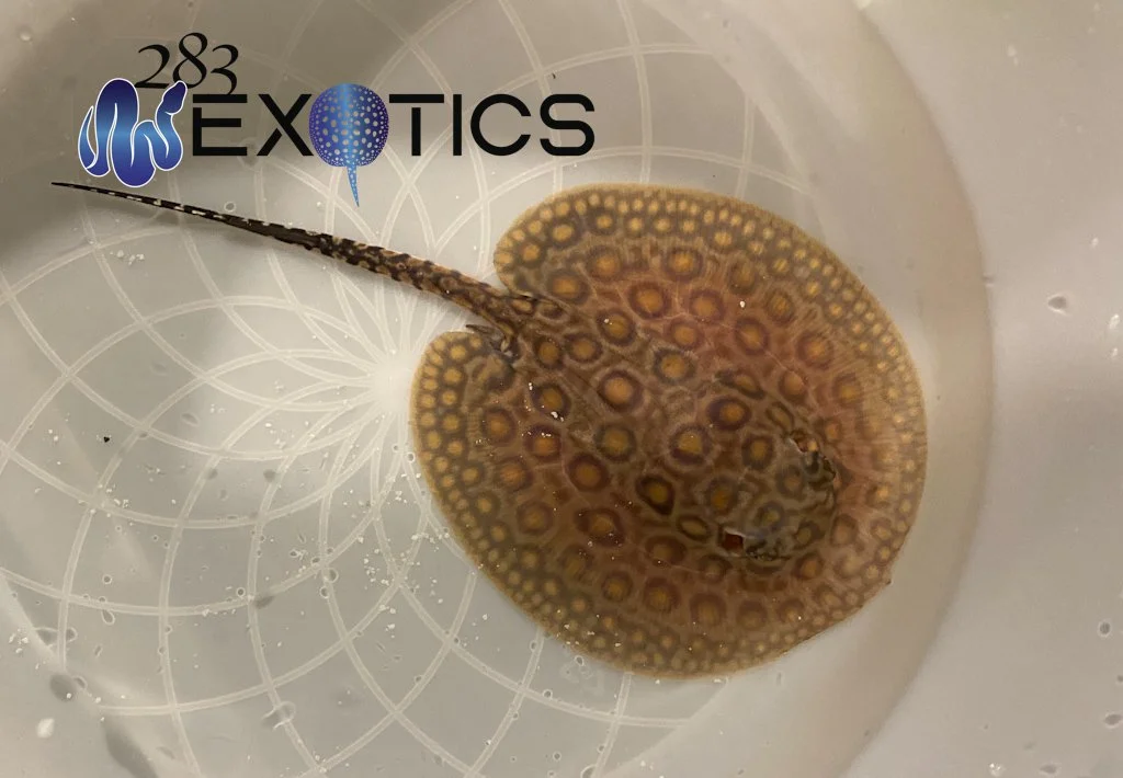 Fresh Water Stingray: Mini Marble Motoro