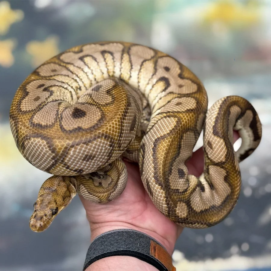 Ball Python: Pompeii