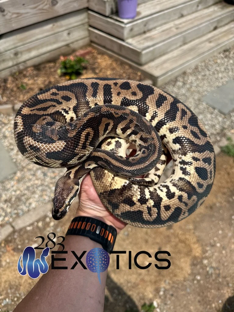 Ball Python: Leopard Twister