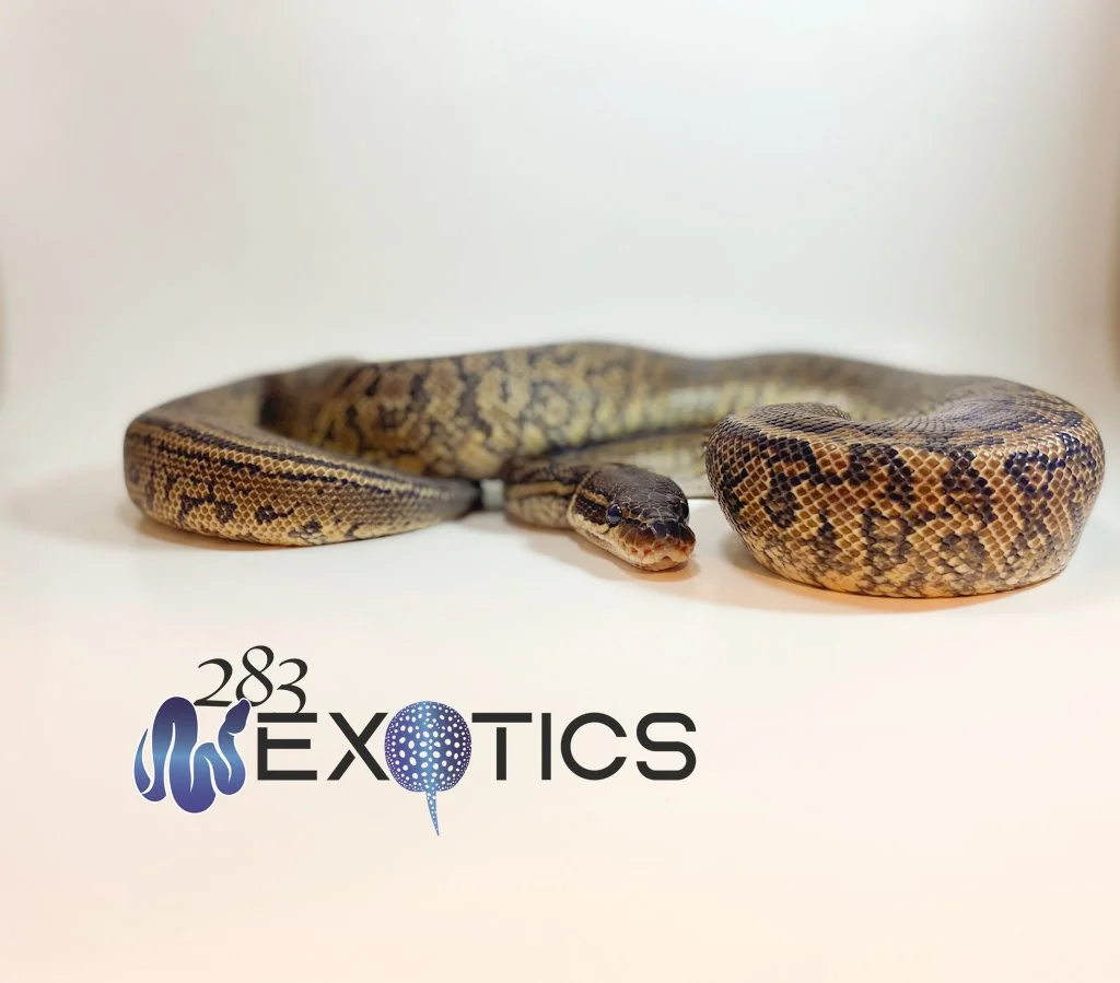 Ball Python: Monsoon
