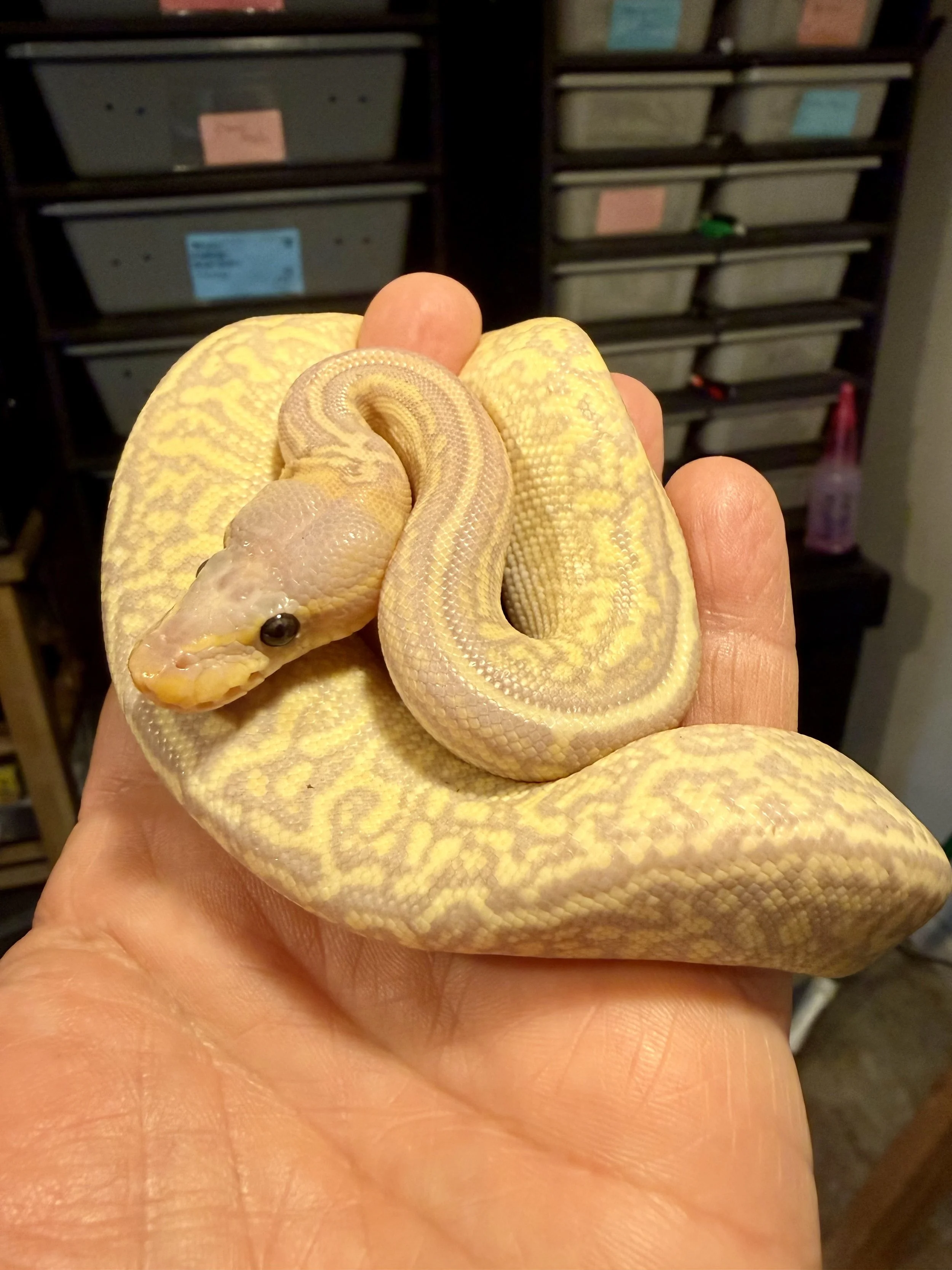 Ball Python: Banana Mojave Monsoon