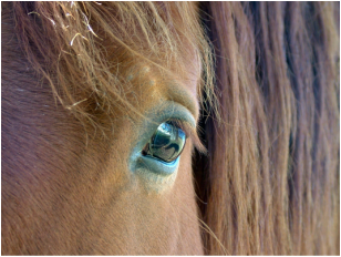 Close up of horse eye