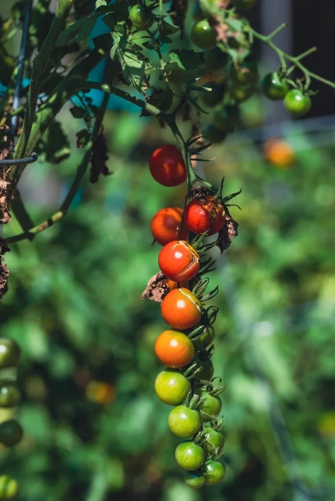 Vine of colorful tomatoes of varying ripeness