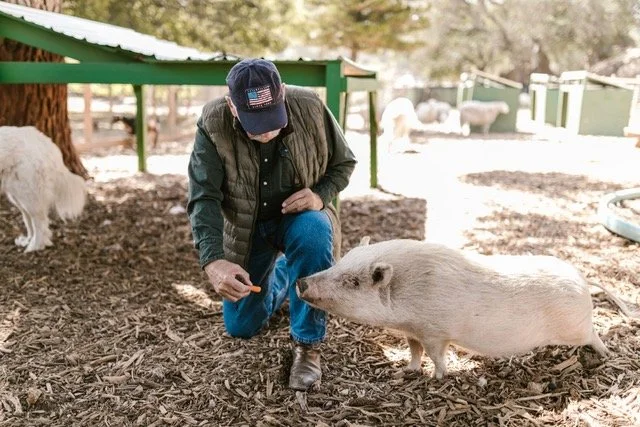 Man feeding a pig on a farm
