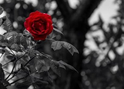 Black and white image of a rose with red color on the rose