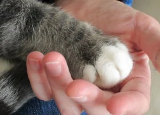 Person hold a cats paw in hand