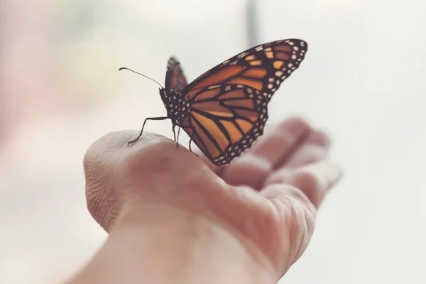 hand holding butterfly