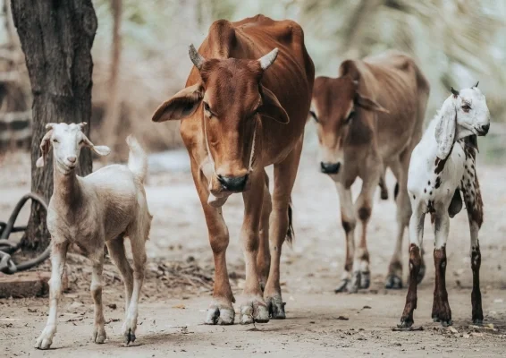 Cow, goat, and spotted foal standing together on a dirt path in a wooded area