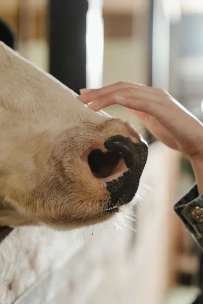 woman petting cow
