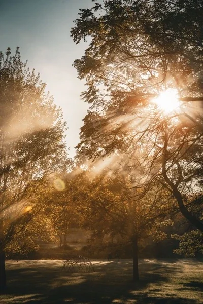 Sunlight shining through leaves on the trees