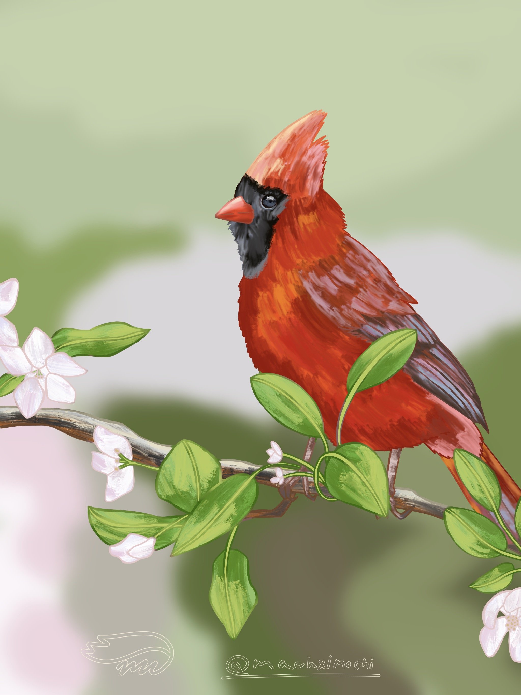 Illustration of a male Northern Cardinal bird perched on a branch with green leaves and white flowers, with a soft green background.
