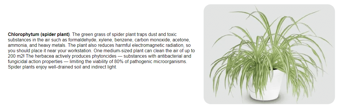 Chlorophytum.png,