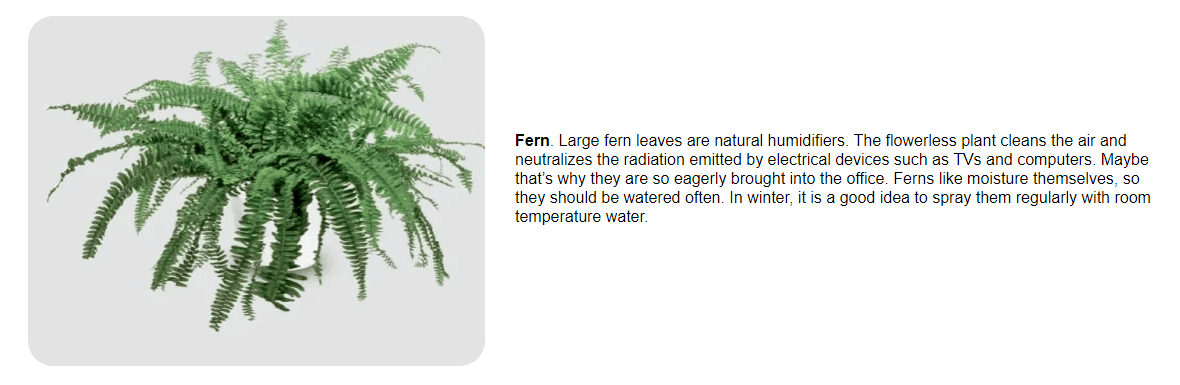 fern.png,