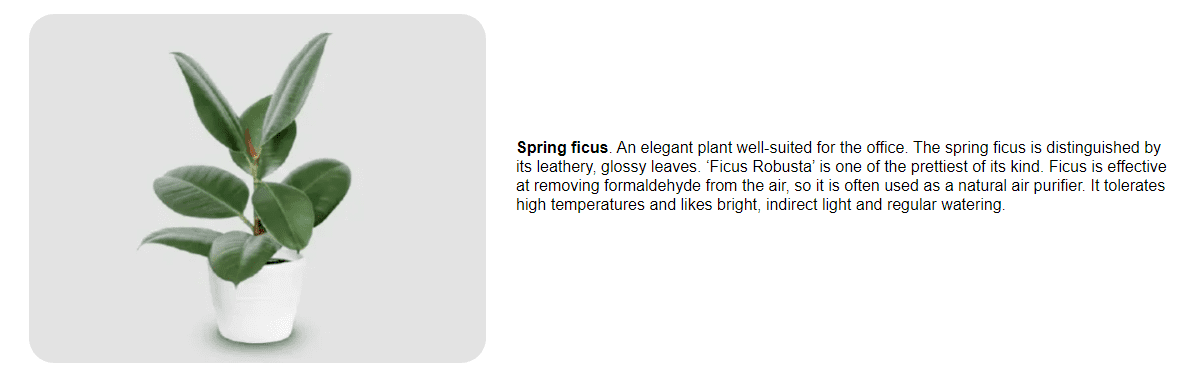 Spring-Ficus.png,