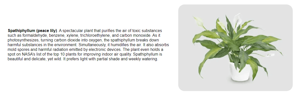 spathiphyllum.png