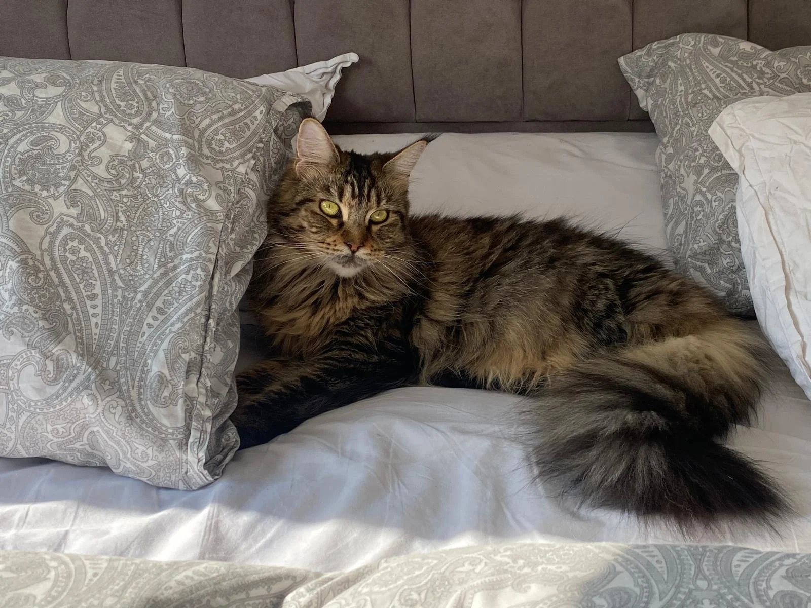 A fluffy brown tabby cat lying on a bed with patterned pillows.