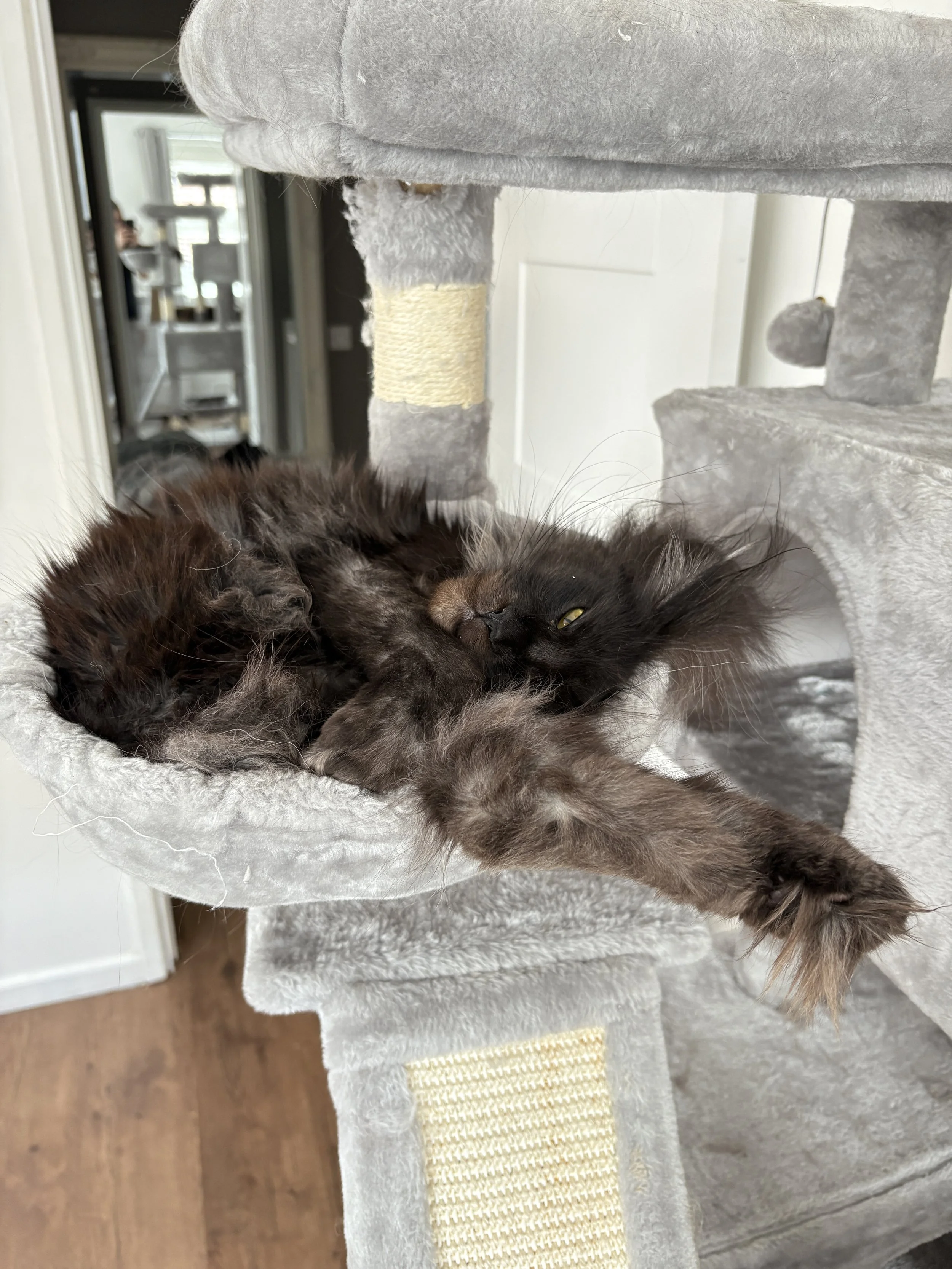 A black cat lying on a beige and gray cat tree, looking at the camera with yellow eyes, with a background of a living room with furniture and a door.