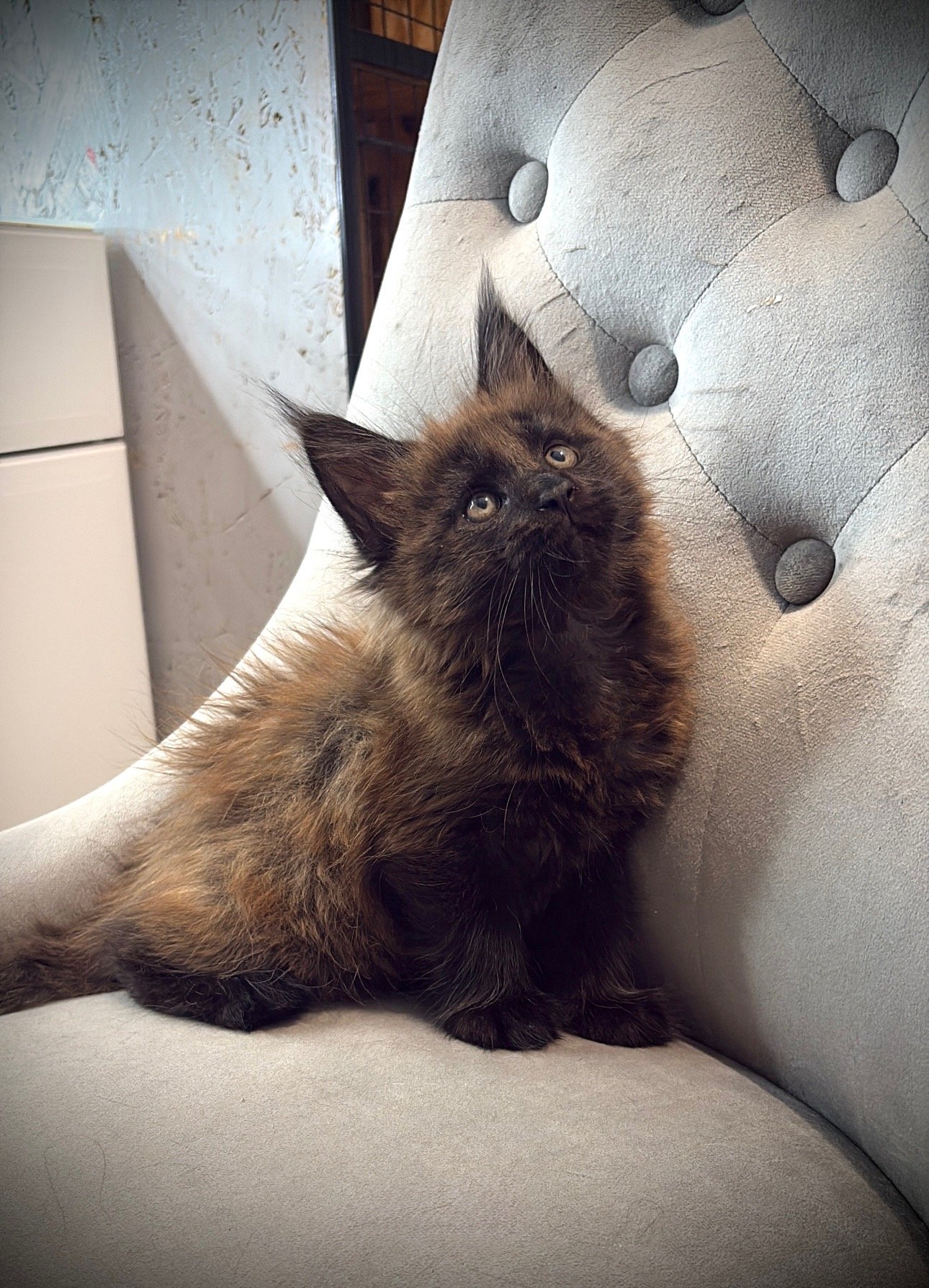 A fluffy tortoiseshell kitten with piercing eyes lying on a light-colored tufted sofa.