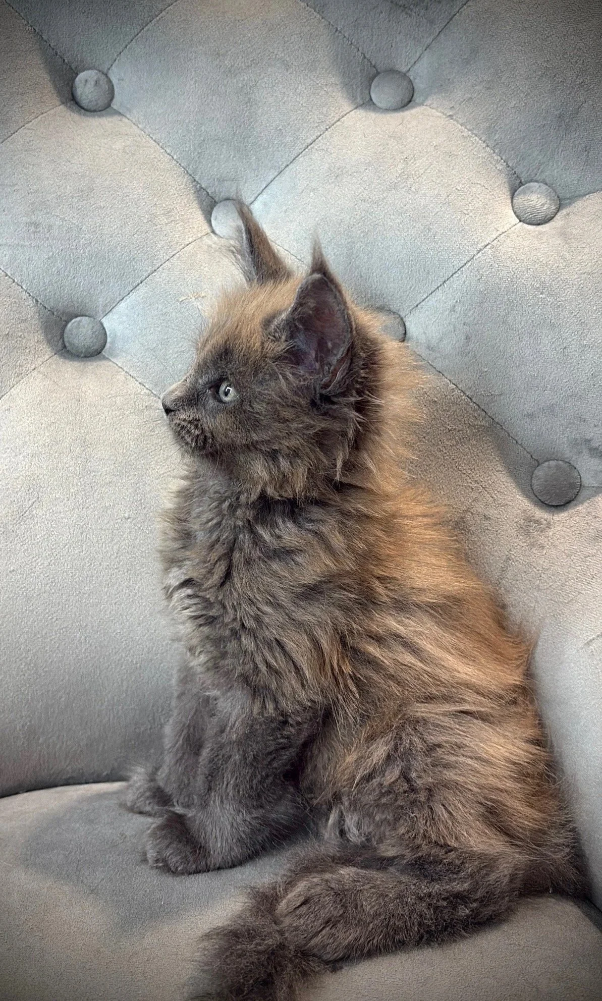 A fluffy tabby kitten with black, brown, and gray fur sitting on a gray tufted fabric surface, looking to the side with blue eyes.